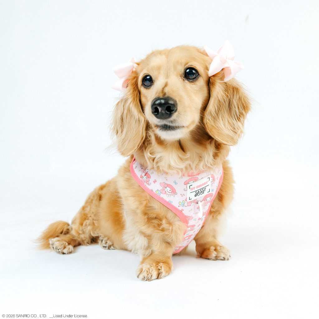 Dog Two Piece Bundle - My Melody™