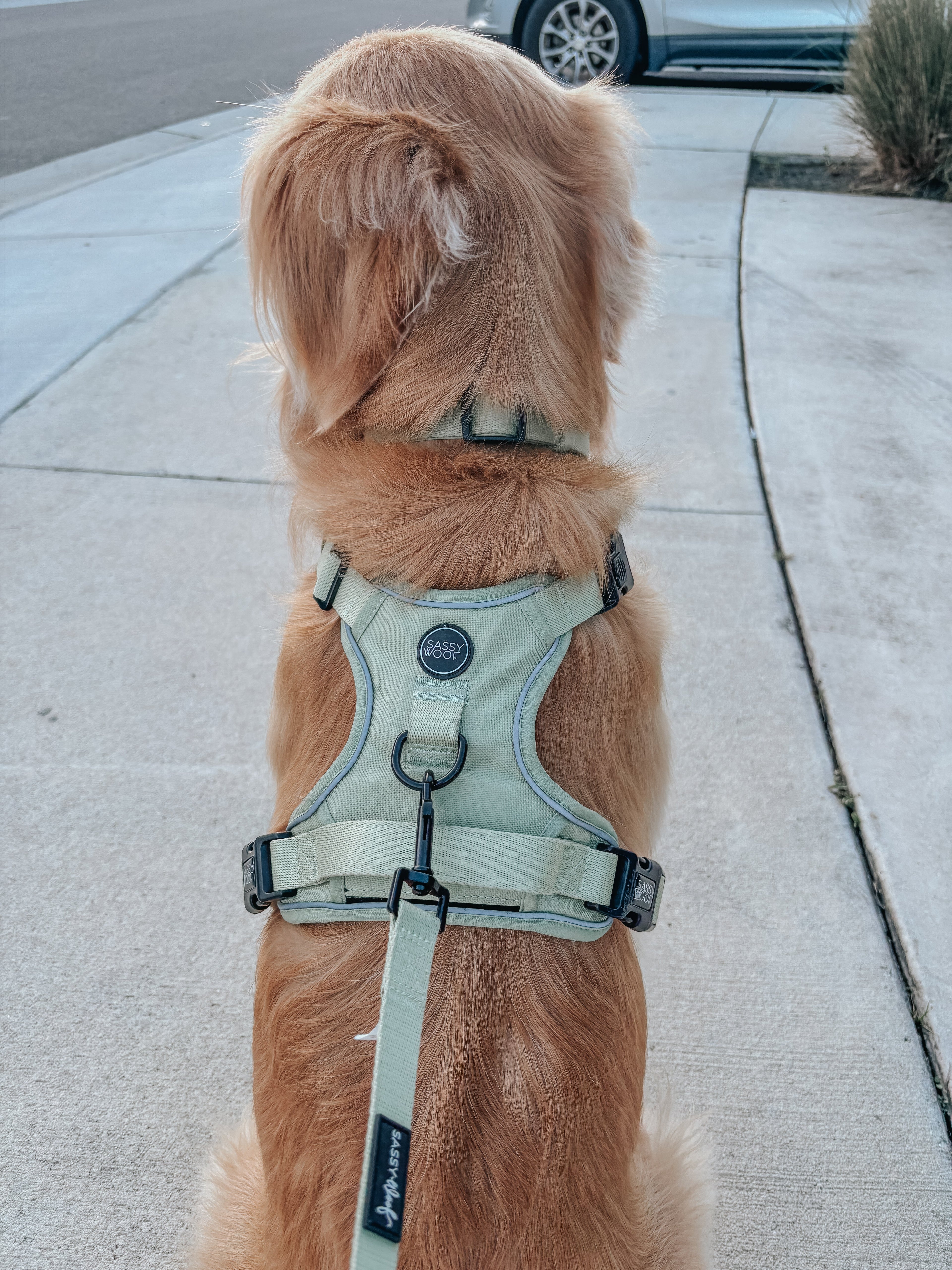 Dog Leash - Matcha