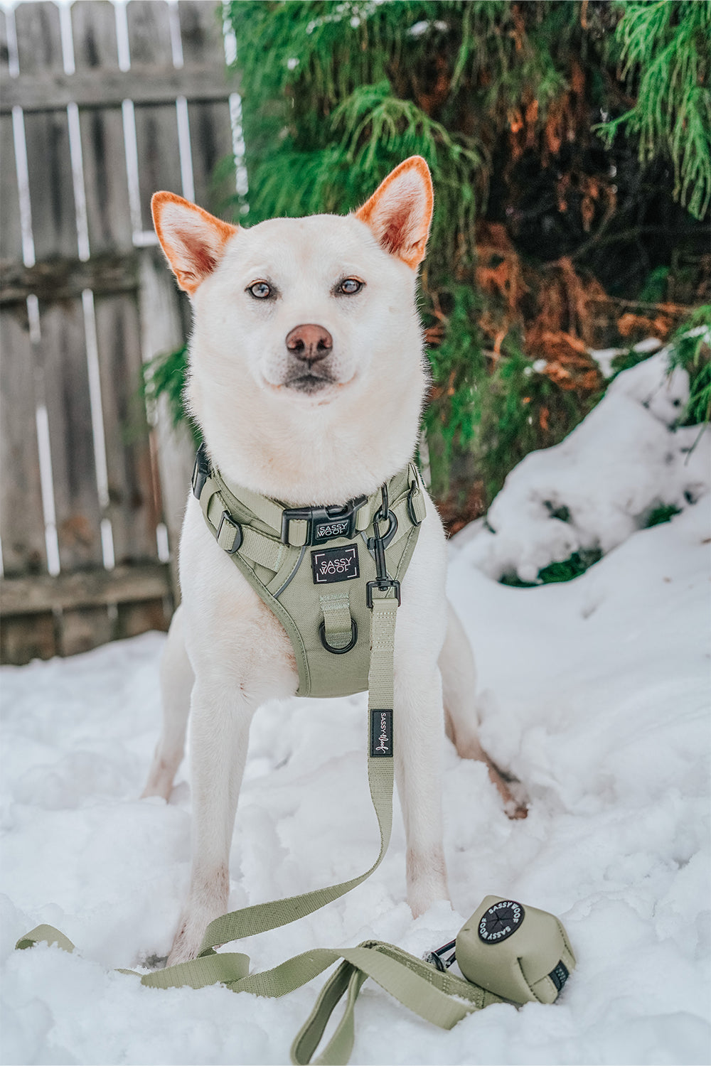 Dog Leash - Matcha