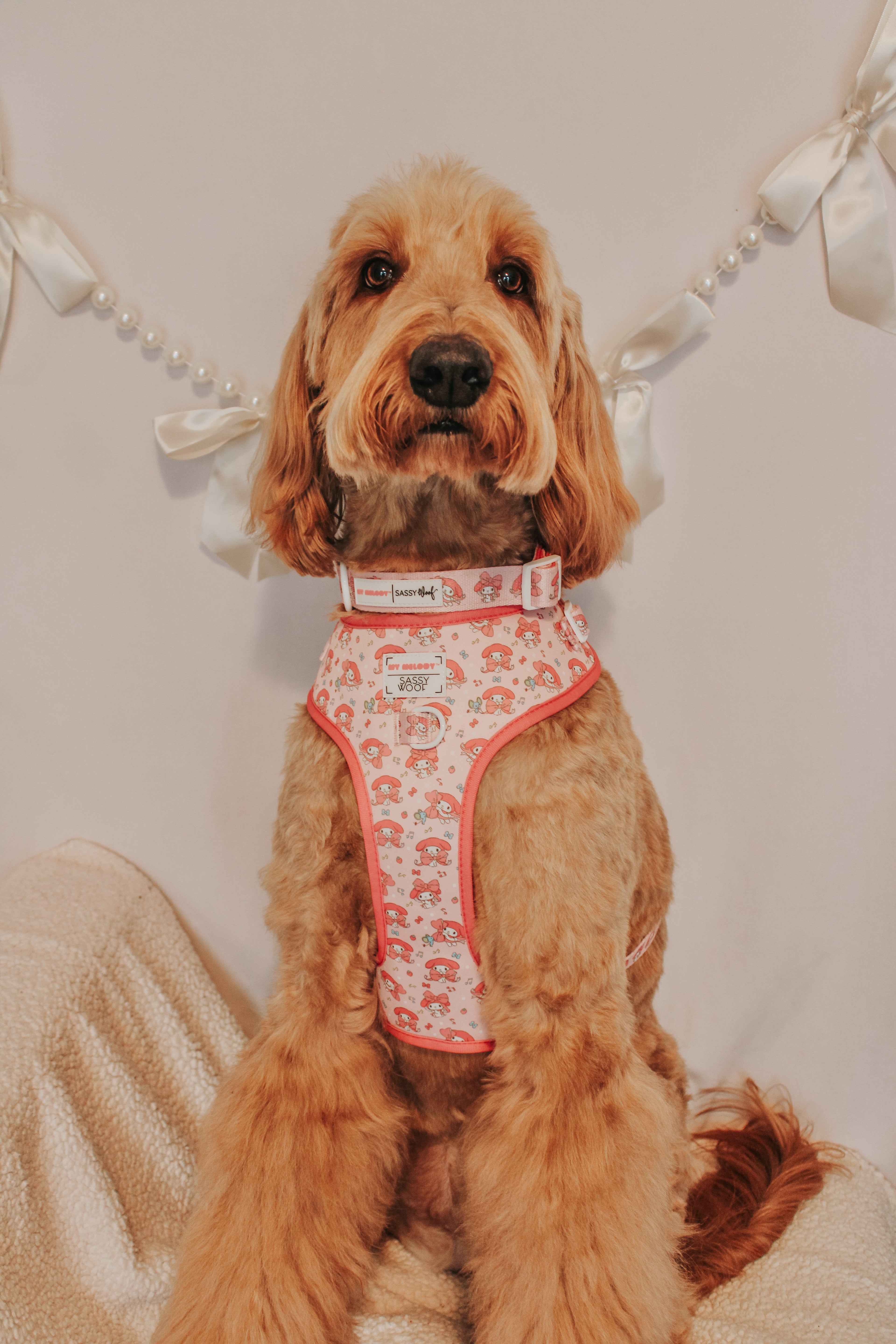 Dog Two Piece Bundle - My Melody™