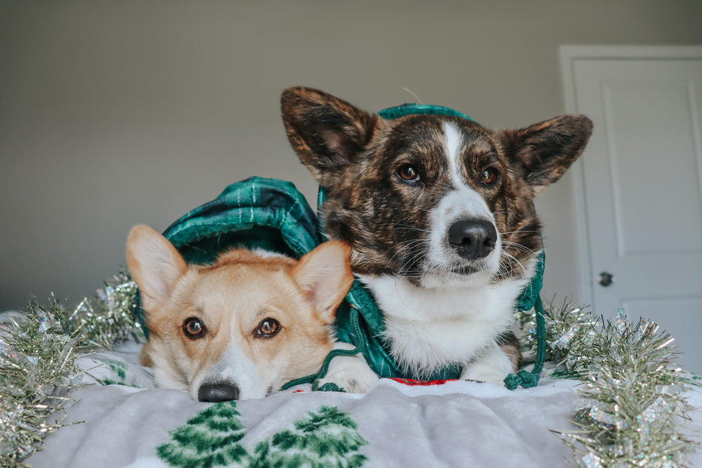 Dog Reversible Sherpa Jacket - Barks of Holly