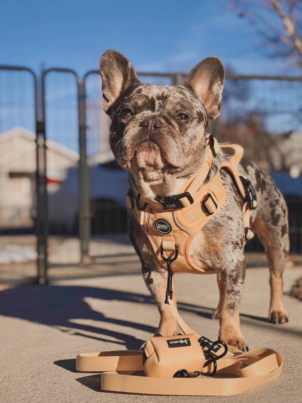 Dog Leash - Daffodil